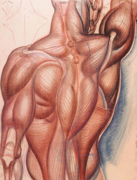 Burne hogarth анатомия