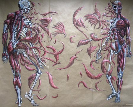 Анатомия арты