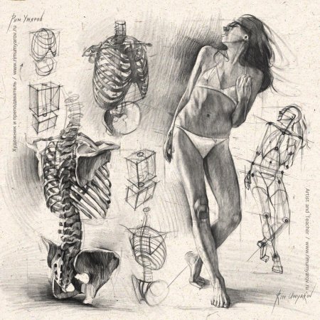 Анатомические рисунки