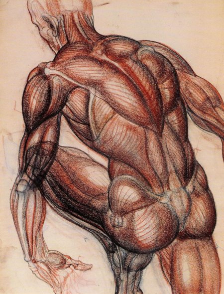 Burne hogarth anatomy