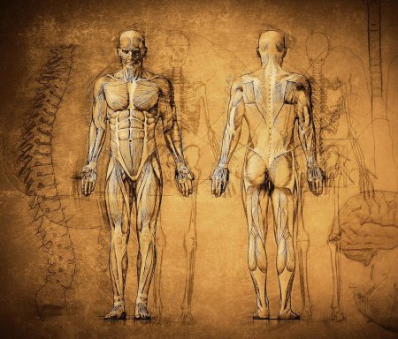 Анатомии человека