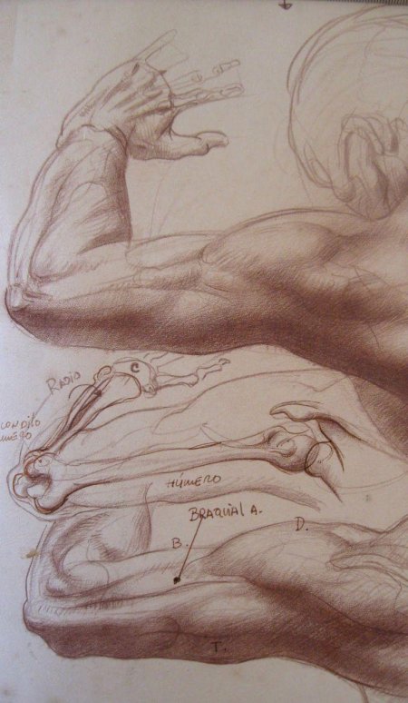 Анатомические рисунки