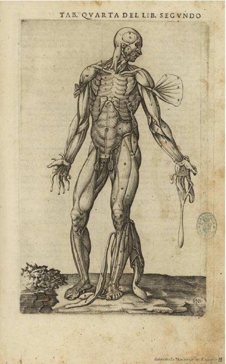 Анатомия андреаса везалия