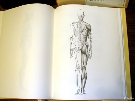 Книга по анатомии человека