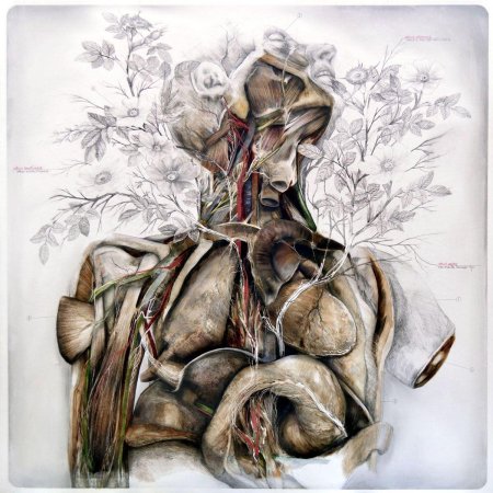 Картина анатомия