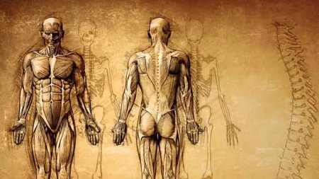 Анатомия человека рисунки