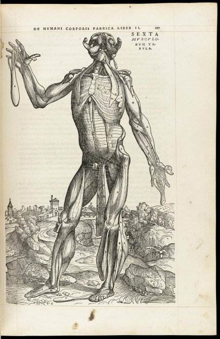 Андреас везалий (-)