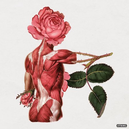 Мышцы туловища спины анатомия