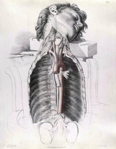 Анатомия век