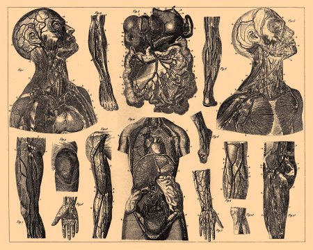 Анатомический атлас