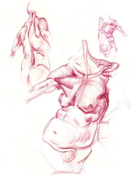 Хэмптон анатомия