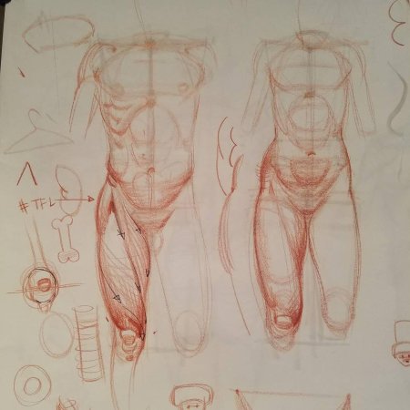 Мужская анатомия для рисования