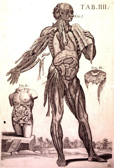 История анатомии