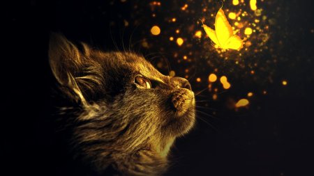 Кошка бабочка