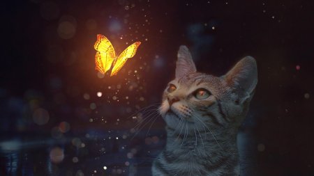 Кот бабочка