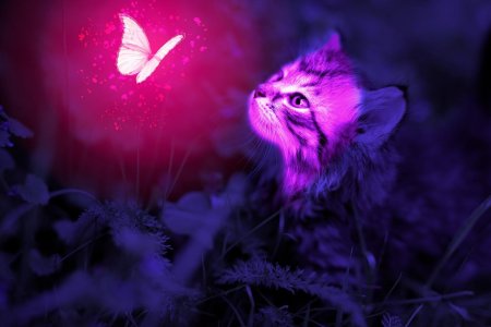 Неоновый кот