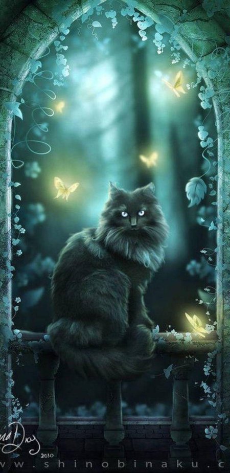 Магические котики