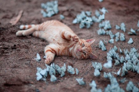 Рыжий кот с голубой бабочкой