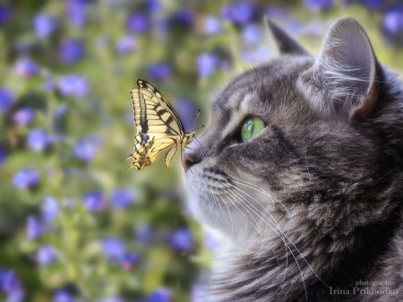 Кот и бабочка