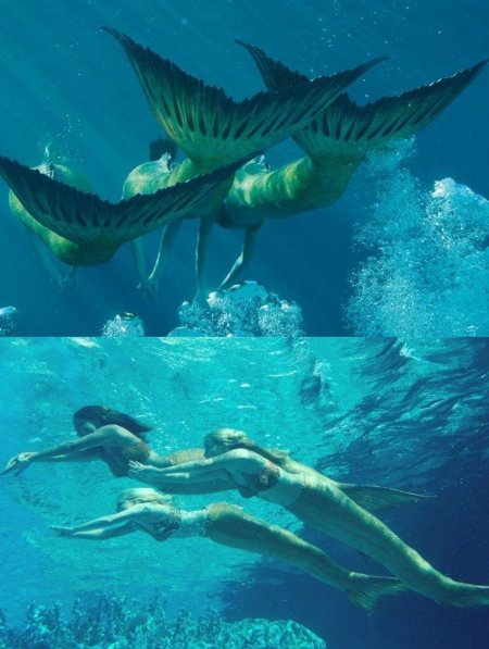 Просто добавь воды хвост русалки