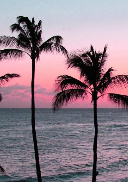 Sunset palm trees