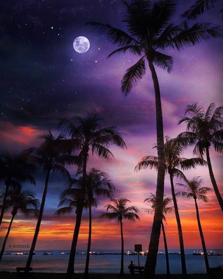 Ночные пейзажи с пальмами