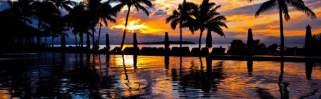 Пальмы майами