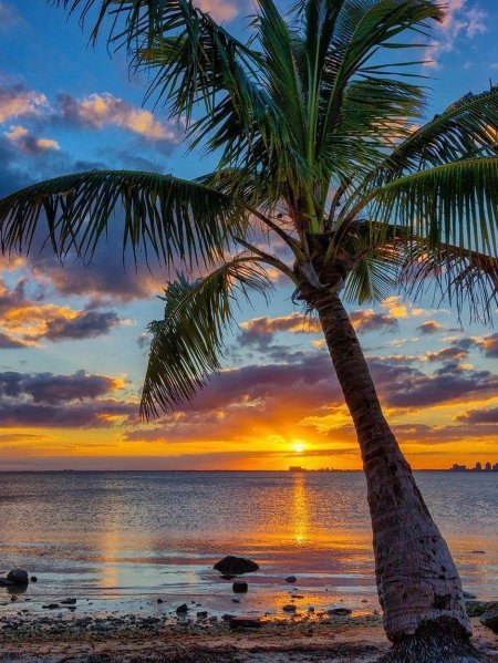 Природа пальмы