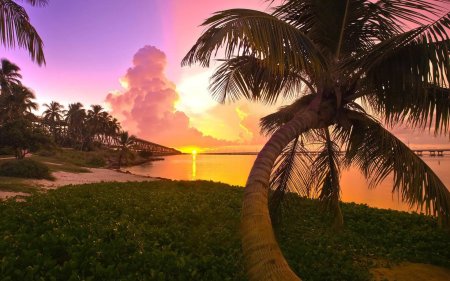 Закат и пальмы