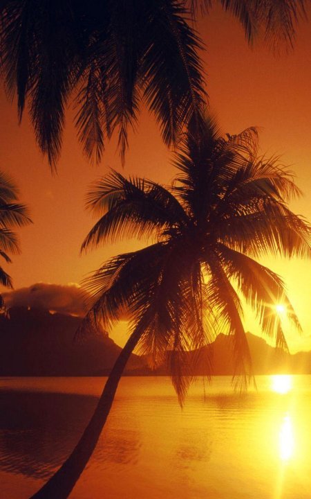 Пальмы солнце