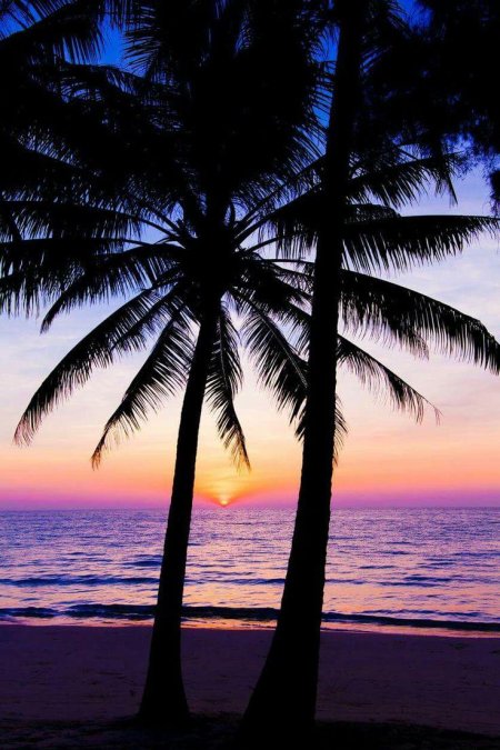 Пальмы рассвет