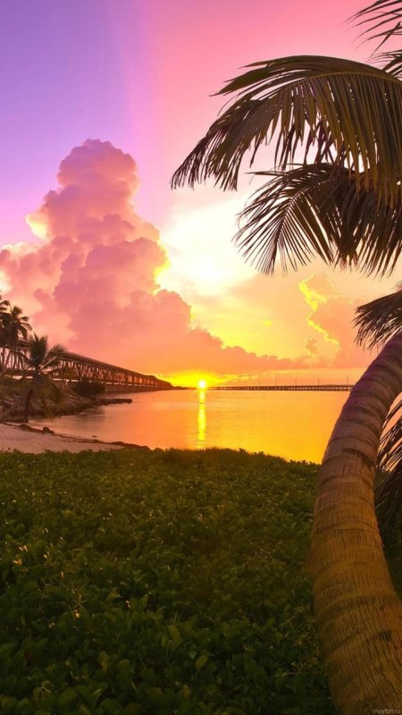 Флорида тропики