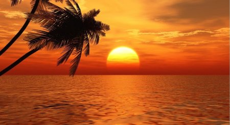 Закат пальмы