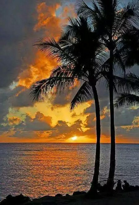 Закат пальмы