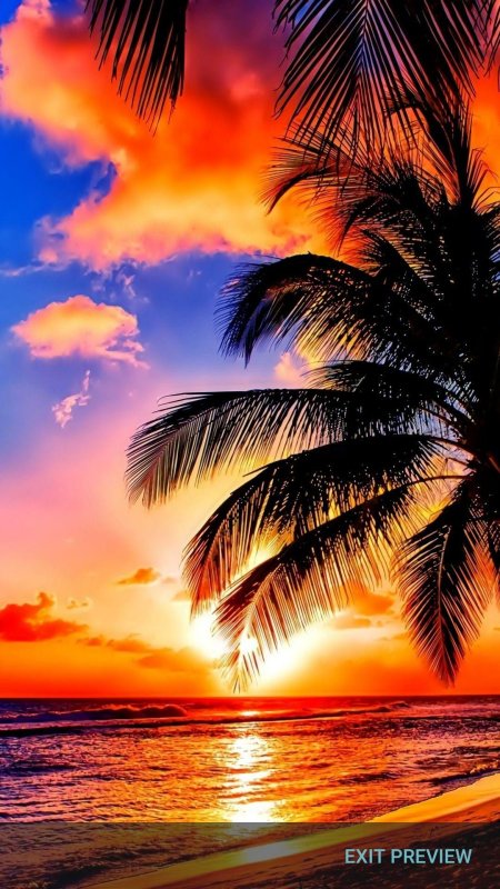 Пальма закат