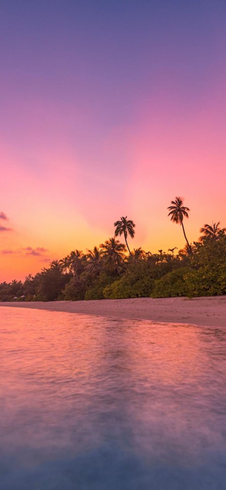 Закат с пальмами