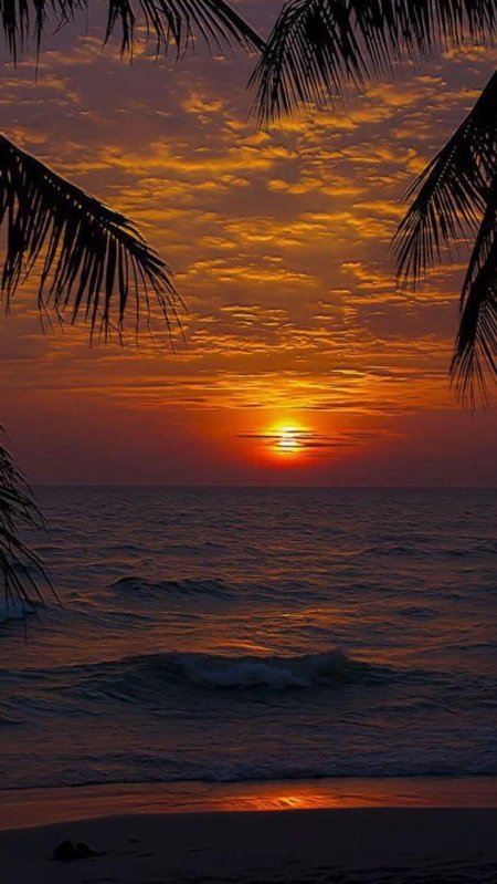 Море пальмы закат