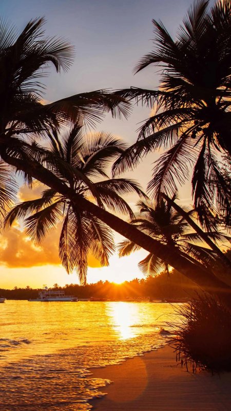 Пляж пальма