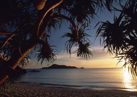 Море с пальмами