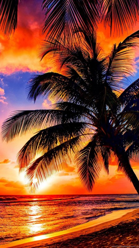 Пальма закат