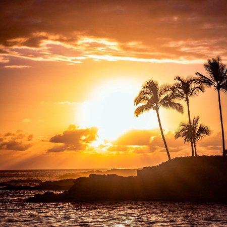 Пальма на закате