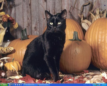 Бомбейская кошка