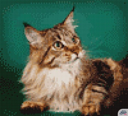 Порода кошек мейн кун