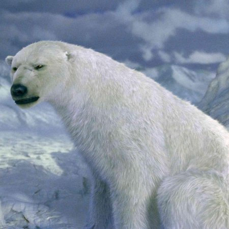 Белый полярный медведь
