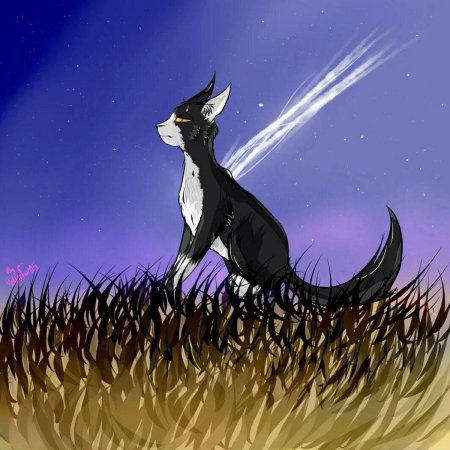 Звездный луч коты воители