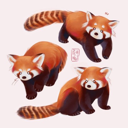 Малая красная панда