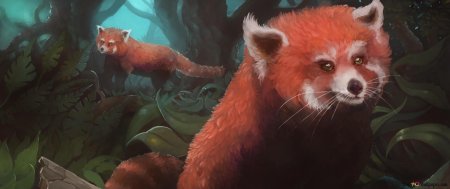 Красная панда малая