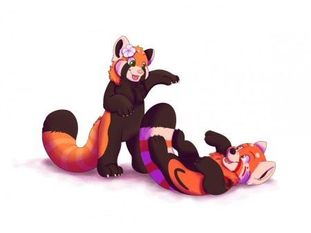 Красная панда антро фурри