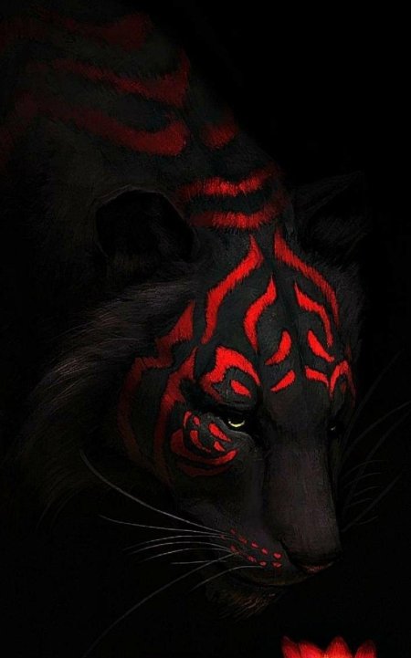 Черный тигр кишан