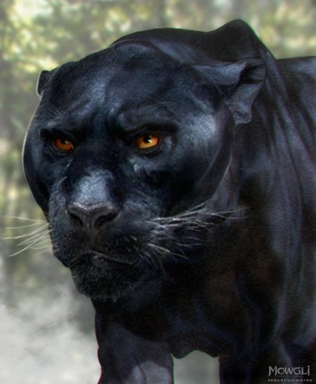 Книга джунглей черная пантера